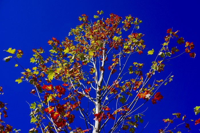 Autumn tree with colorful leaves against a blue sky