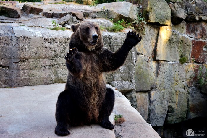 Brown Bear Waving in Rocky Enclosure