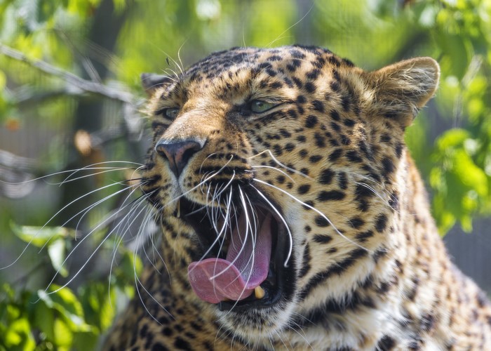 Leopard yawning with green eyes and whiskers