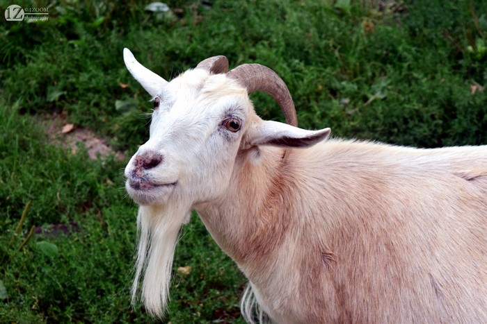 #778002 4K, 5K, 6K, Goat, 1ZOOM - Rare Gallery HD Wallpapers