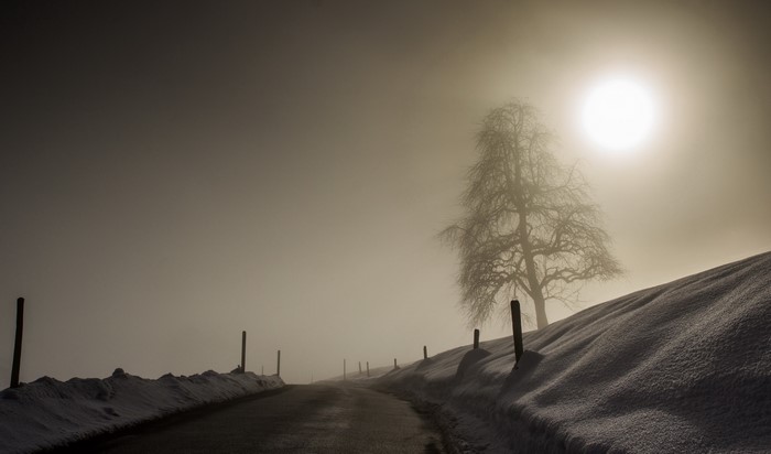 Winding road through a foggy winter landscape with a bare tree