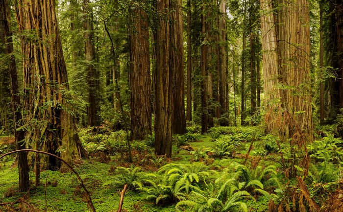 Redwood National and State Parks Forest in California