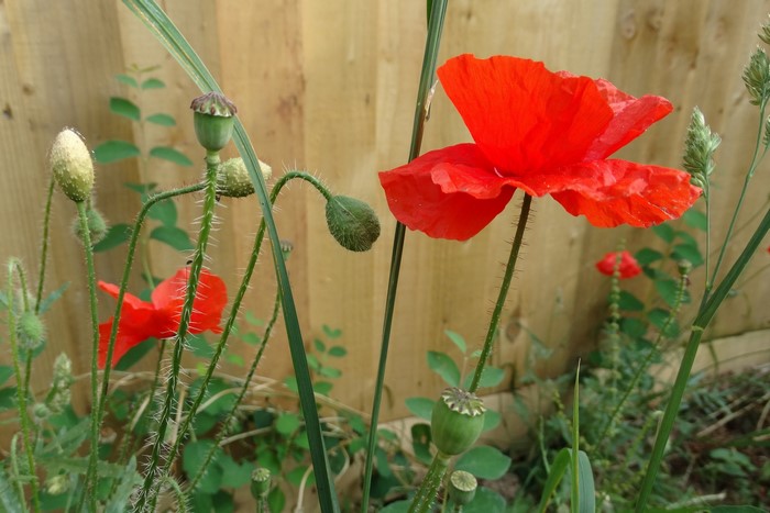 Red poppies and buds in front of a wooden fence