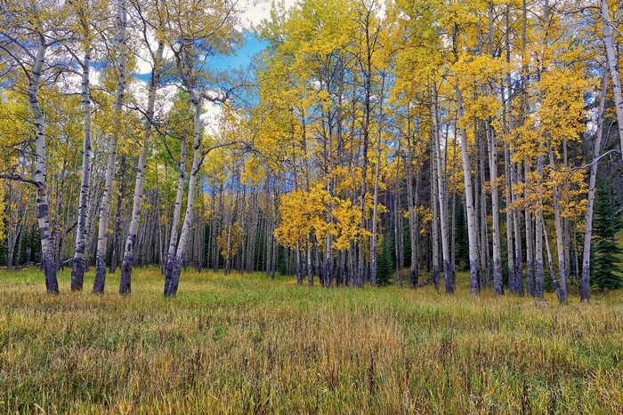 Aspen forest in autumn with yellow leaves and grass