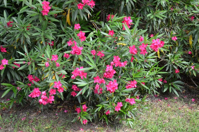 Pink Oleander flowers on a shrub
