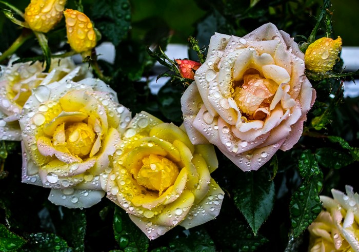 Yellow and pink roses with water drops