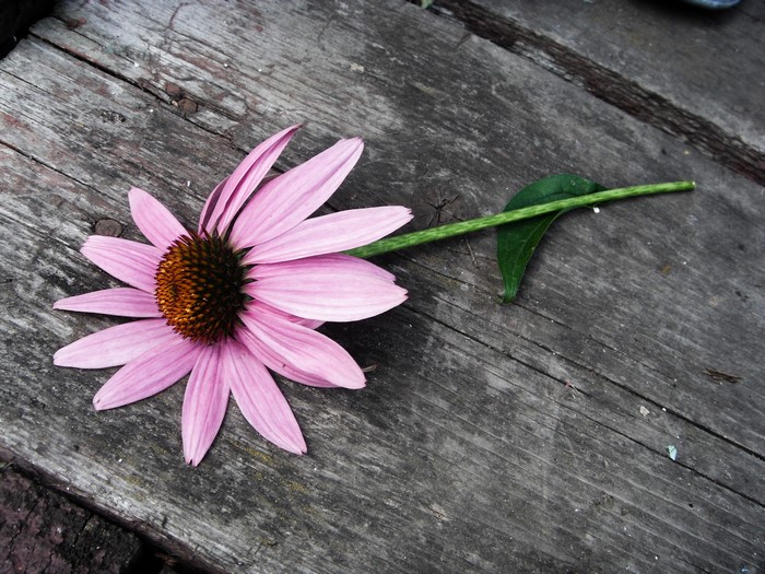 Pink Echinacea flower on wooden surface