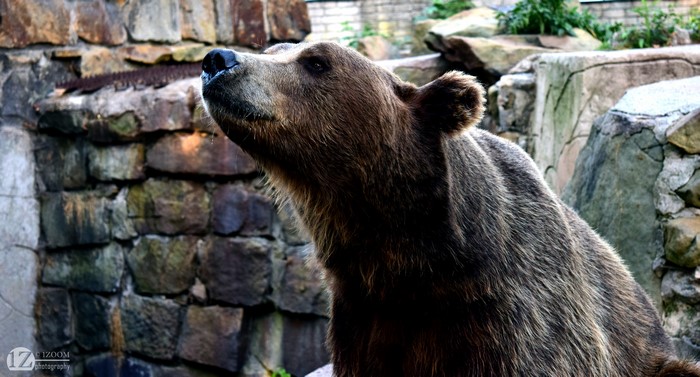 Brown Bear in a Rocky Enclosure