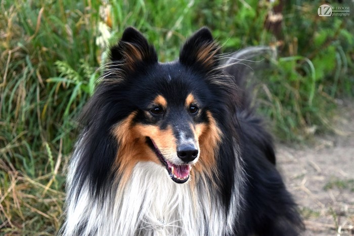 Shetland Sheepdog (Sheltie) dog in nature