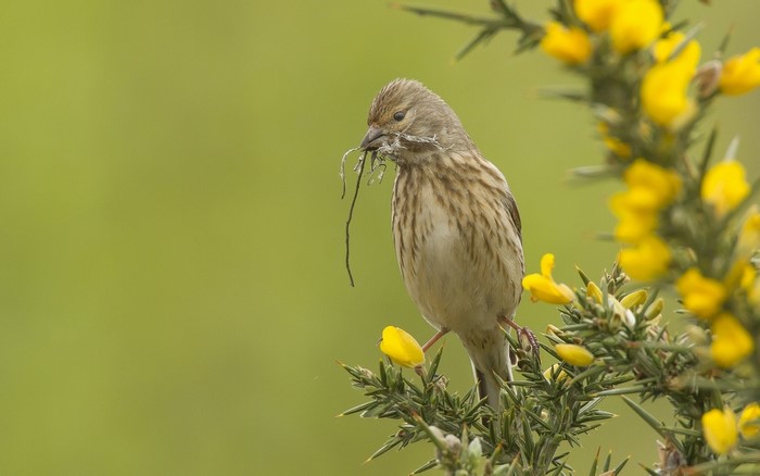 Common linnet bird with nesting material on gorse bush