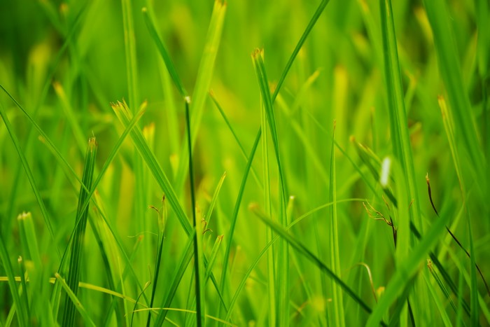 4K Closeup of Green Grass in Summer