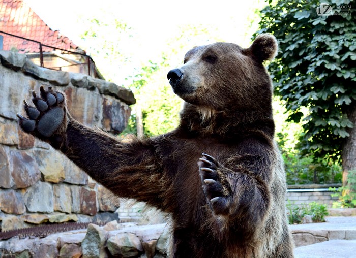 Brown Bear Waving Paw