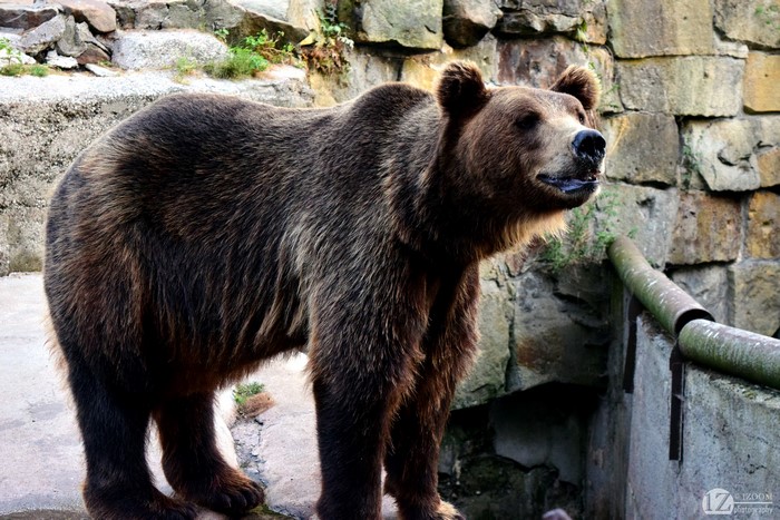 Brown Bear in Zoo Enclosure