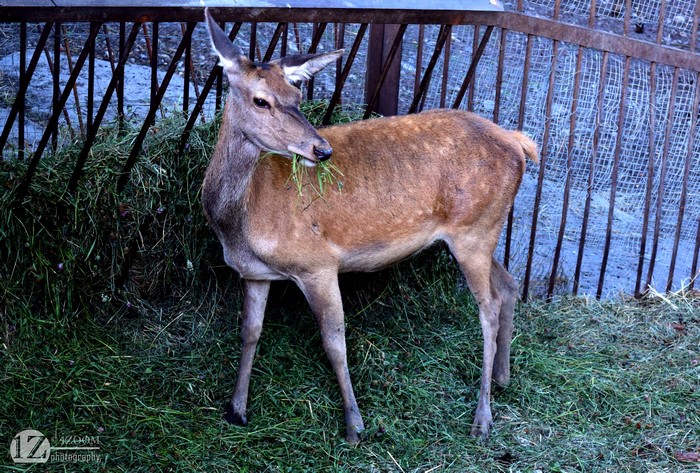 Deer eating hay at a feeder
