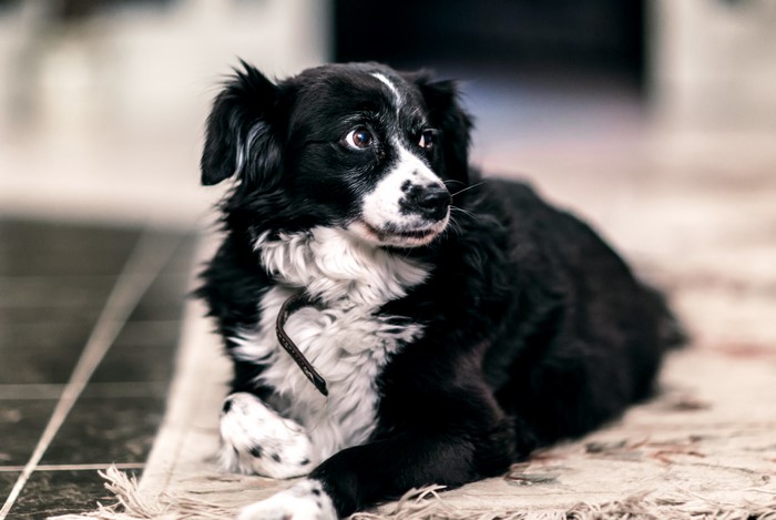 Black and white mongrel dog lying on a rug