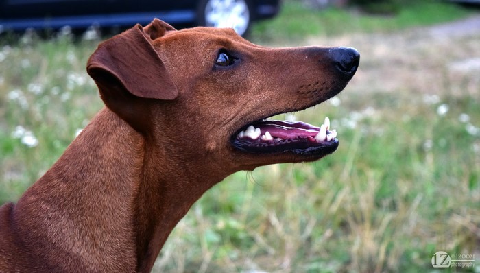 German Pinscher dog head profile
