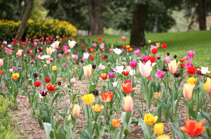 A field of colorful tulips in a park