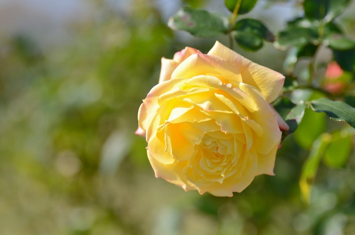 Yellow rose with pink edges
