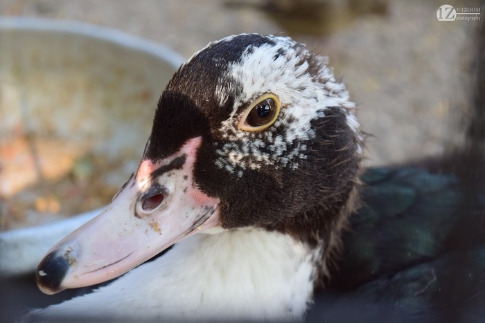 Close-up of a Muscovy duck's head