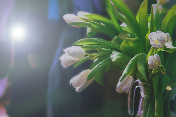 White Tulips in a Vase