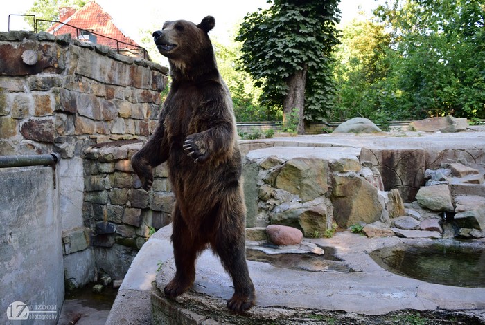 Brown Bear Standing in Zoo Enclosure