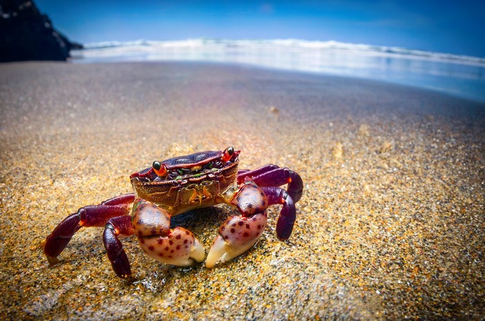 Purple shore crab on a sandy beach with ocean waves