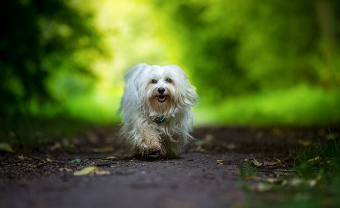 A white Havanese dog runs on a path