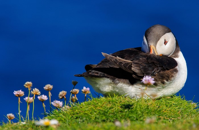 Puffin bird grooming on a grassy cliff