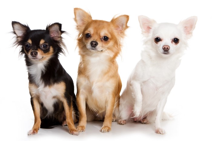 Three Chihuahuas
