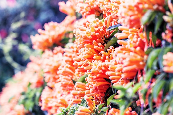Orange flowers on a vine