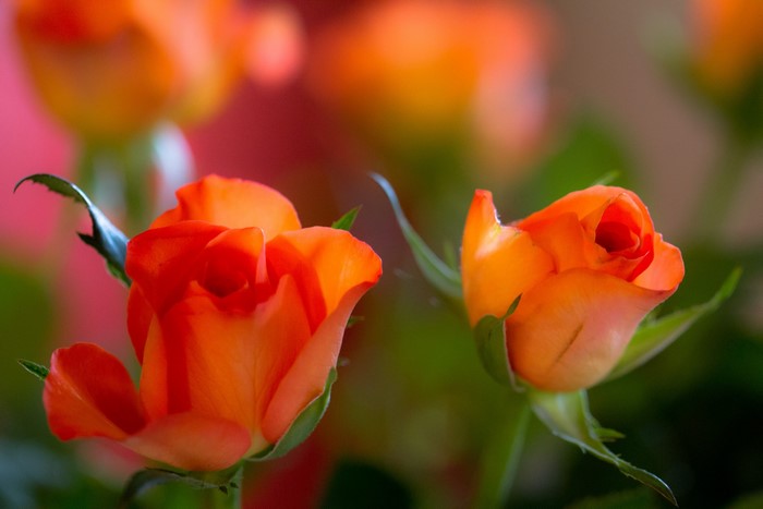 Close-up of two orange roses