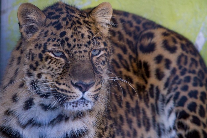 Leopard with blue eyes