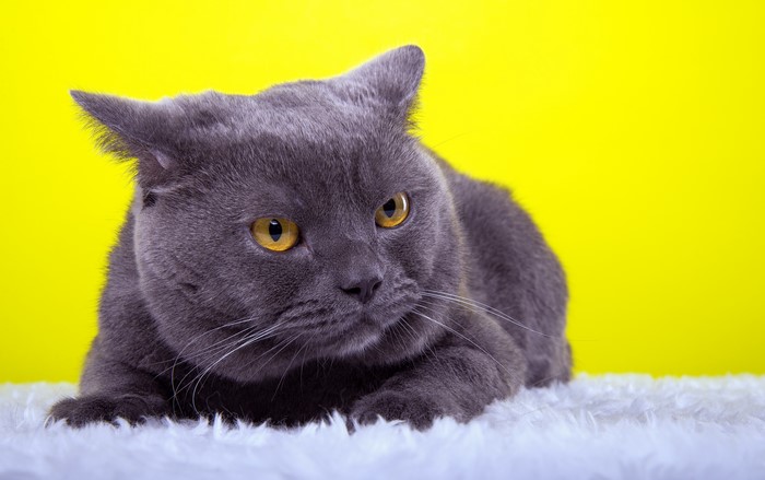 Grey British Shorthair cat on yellow background
