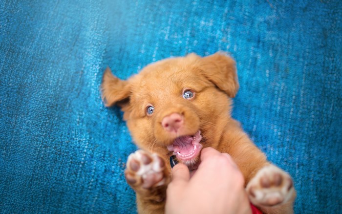 Nova Scotia Duck Tolling Retriever puppy playing