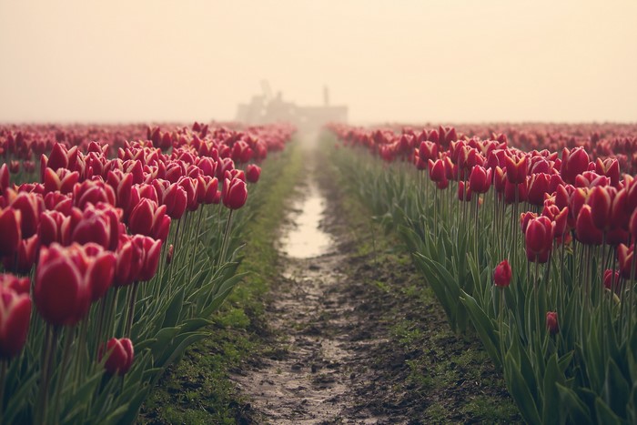 Red Tulips Field in Fog with Tractor