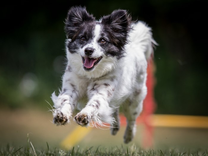 Black and white Papillon dog jumping over agility equipment