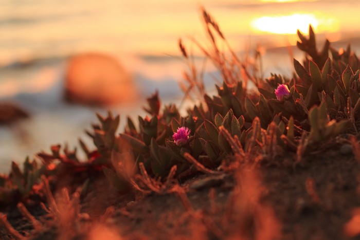 Pink flowers on the coast at sunset