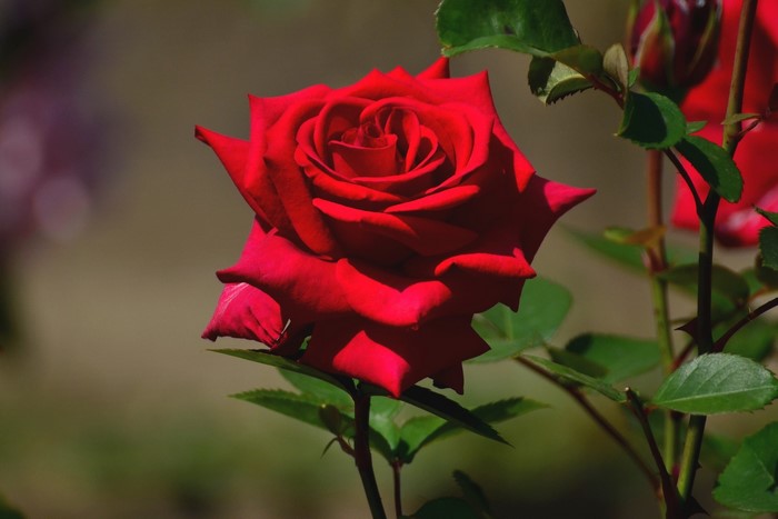 Close-up of a vibrant red rose in bloom