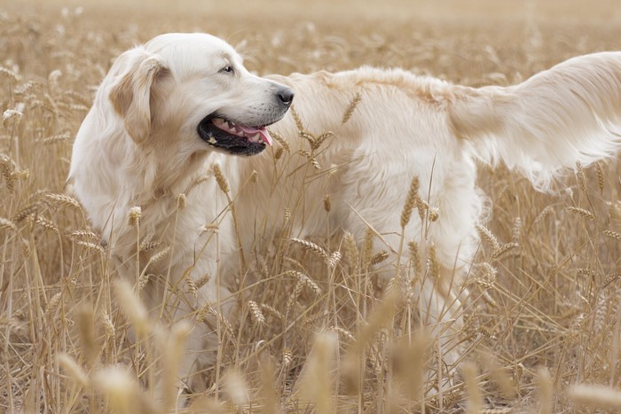 Golden Retriever dog in a wheat field