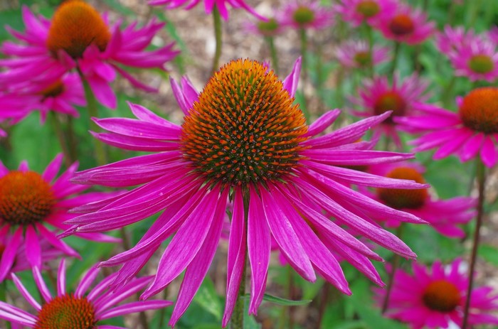 Close-up of a vibrant pink Echinacea flower