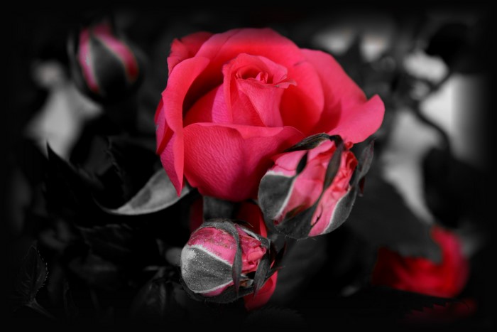 4K Close-up of a Red Rose with Buds