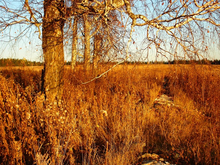 Autumn field with birch trees and dry grass
