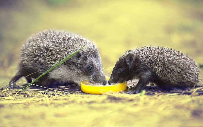 Two hedgehogs drinking from a yellow bowl