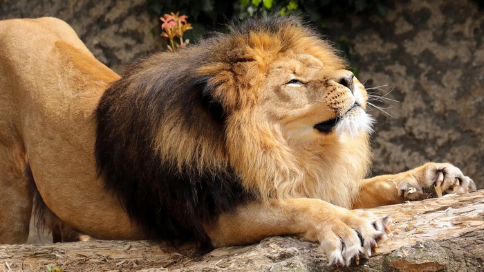 Lion stretching on a log