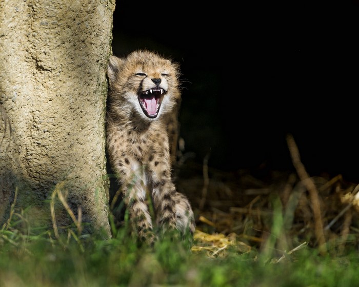 Cheetah cub yawning next to a tree trunk