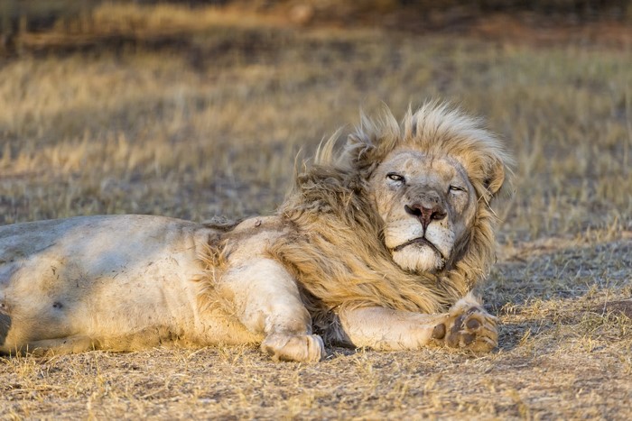 White Lion resting on dry grass