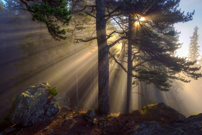 Sunbeams filtering through a misty forest with pine trees and rocks