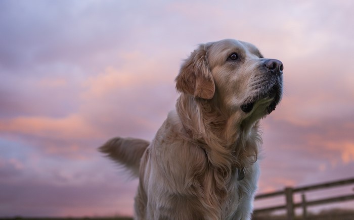 Golden Retriever Dog Looking Up at Sunset Sky