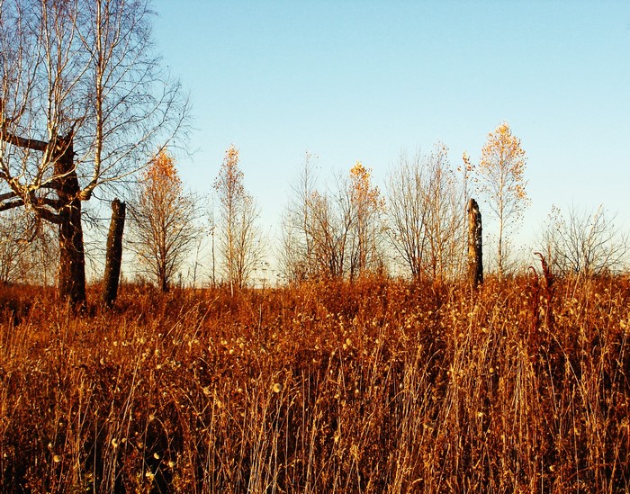 Autumn field with bare trees and wooden posts