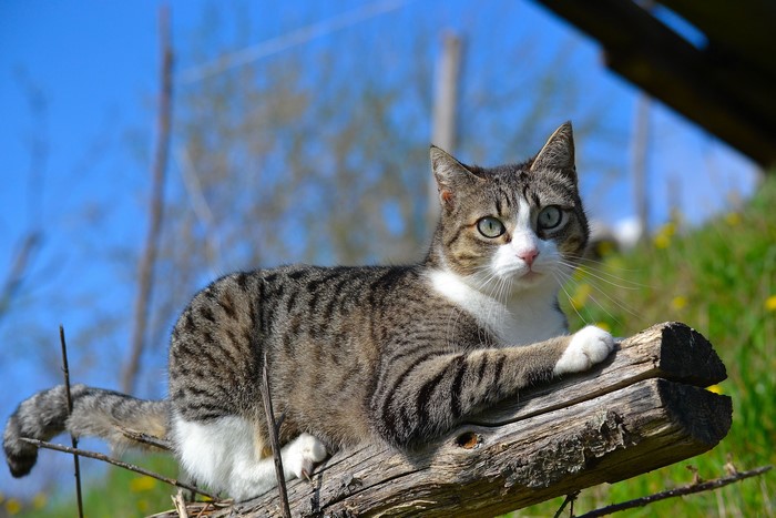 Tabby cat lying on a log